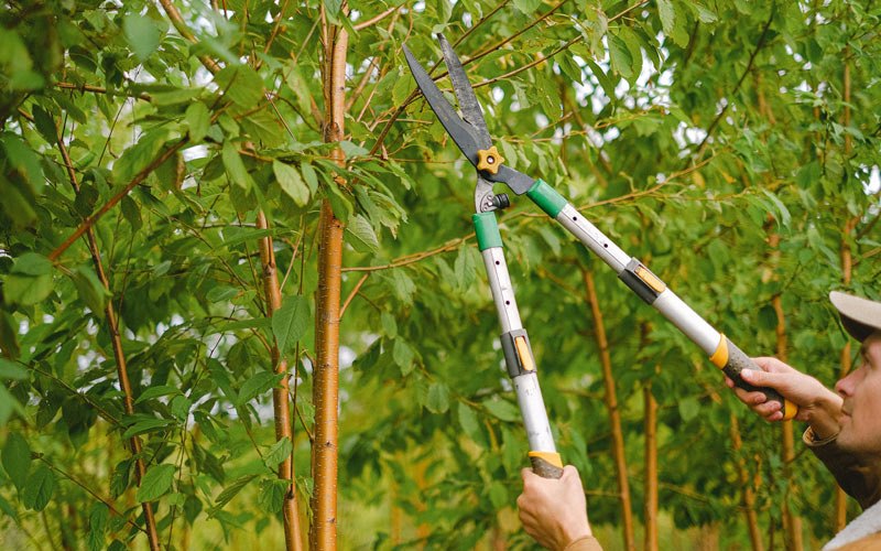 Tree trimming in Willow Springs, IL